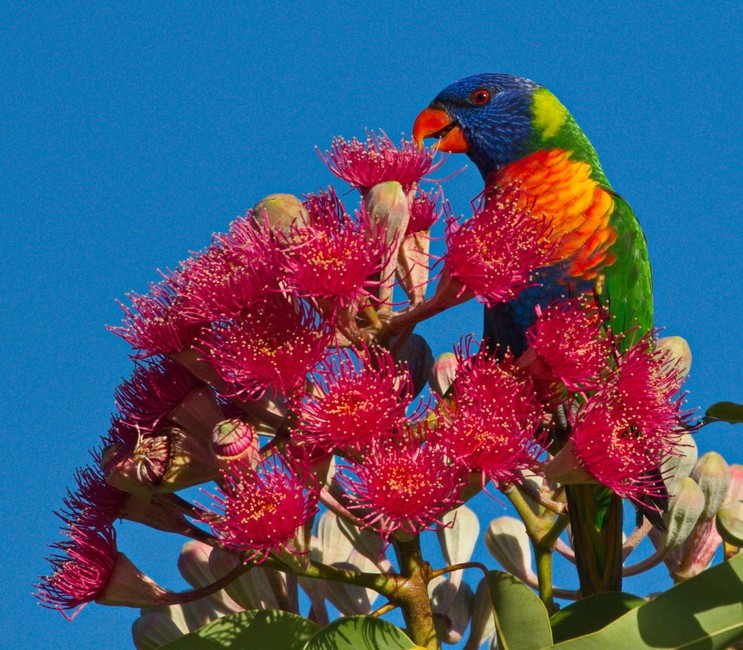 Rainbow Lorikeet